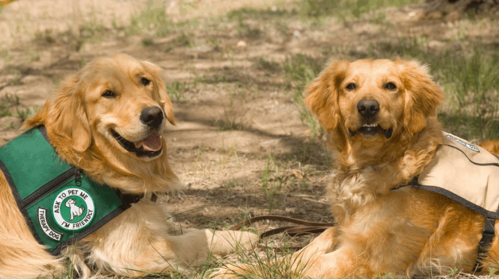 Therapy dogs ready to interact with a nurse during a workplace wellness break.