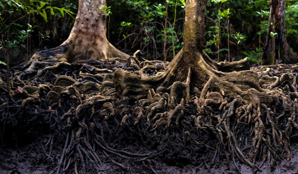 Forest ecosystem with interconnected tree roots representing collaboration and healthy workplace culture. | CHCM 