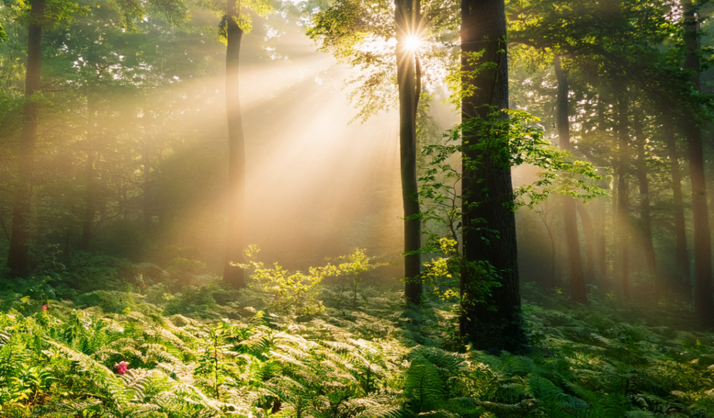 Sunrise over a forest trail symbolizing growth, leadership development, and connected healthcare cultures. | CHCM 