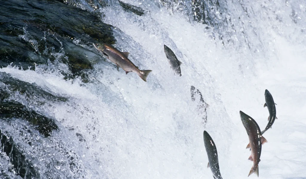 Salmon swimming upstream as a metaphor for leading through resistance in healthcare | CHCM