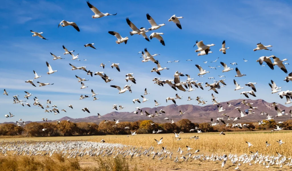 Migrating birds illustrating leading through change in healthcare | CHCM  