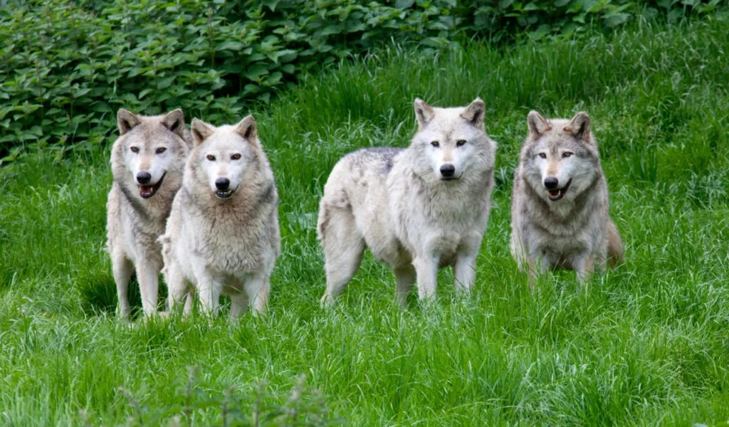 Connected wolf pack illustrating collective leadership in healthcare | CHCM 