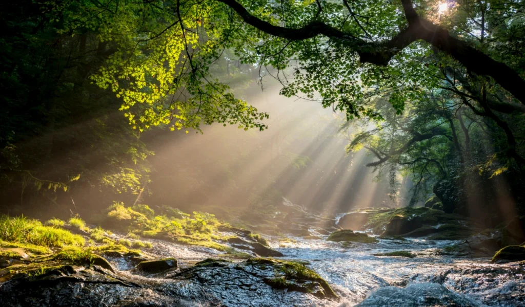 Sunlight filtering through a forest representing leadership lessons from nature | CHCM